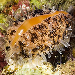 Lyncina carneola
